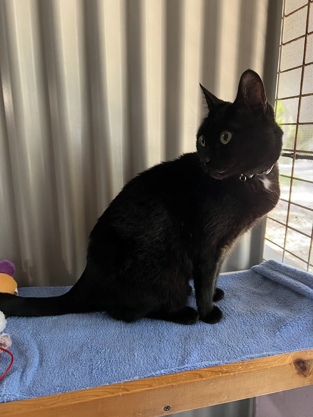 Happy Cats Cattery - Western Australia pet otel görseli 5