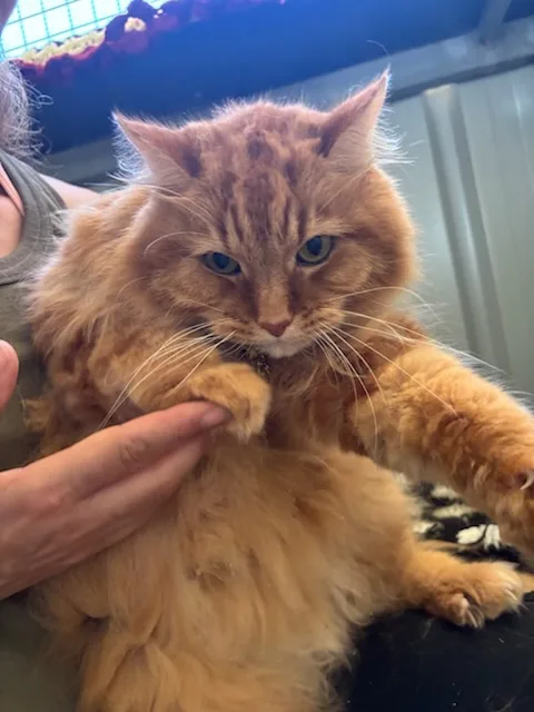 LuLu's Cattery - Western Australia pet otel görseli 3