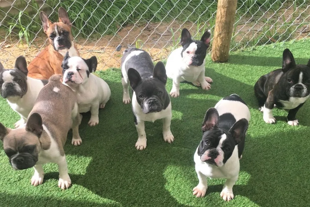 Prideland Kennels & Cattery - Western Australia pet otel görseli 3