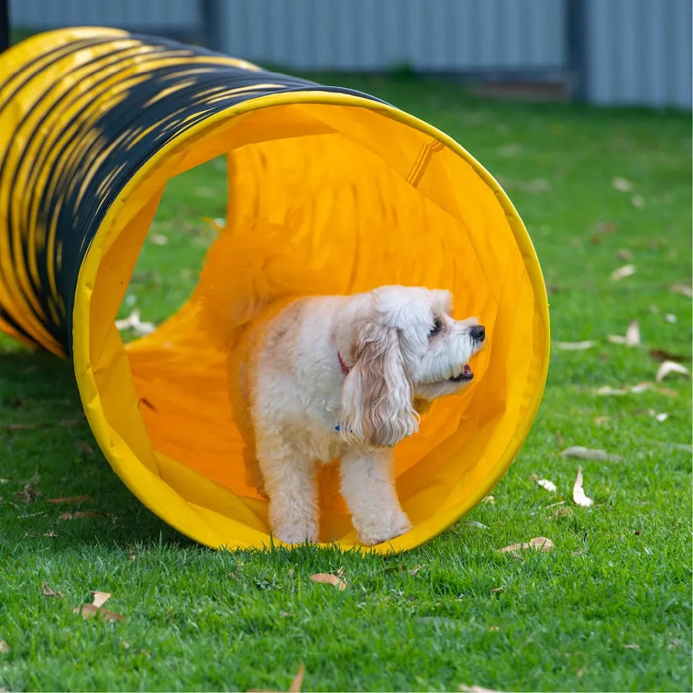 Serenity Boarding Kennels Mandurah - Western Australia pet otel görseli 3