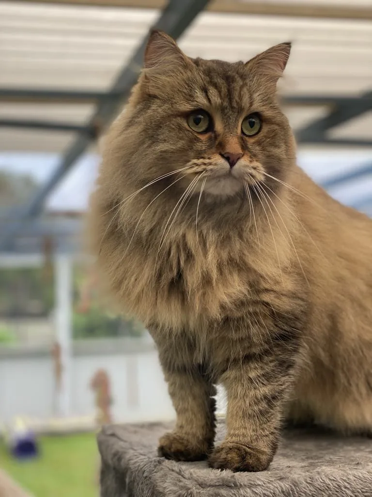 Willows Country Cattery - Western Australia pet otel görseli 2