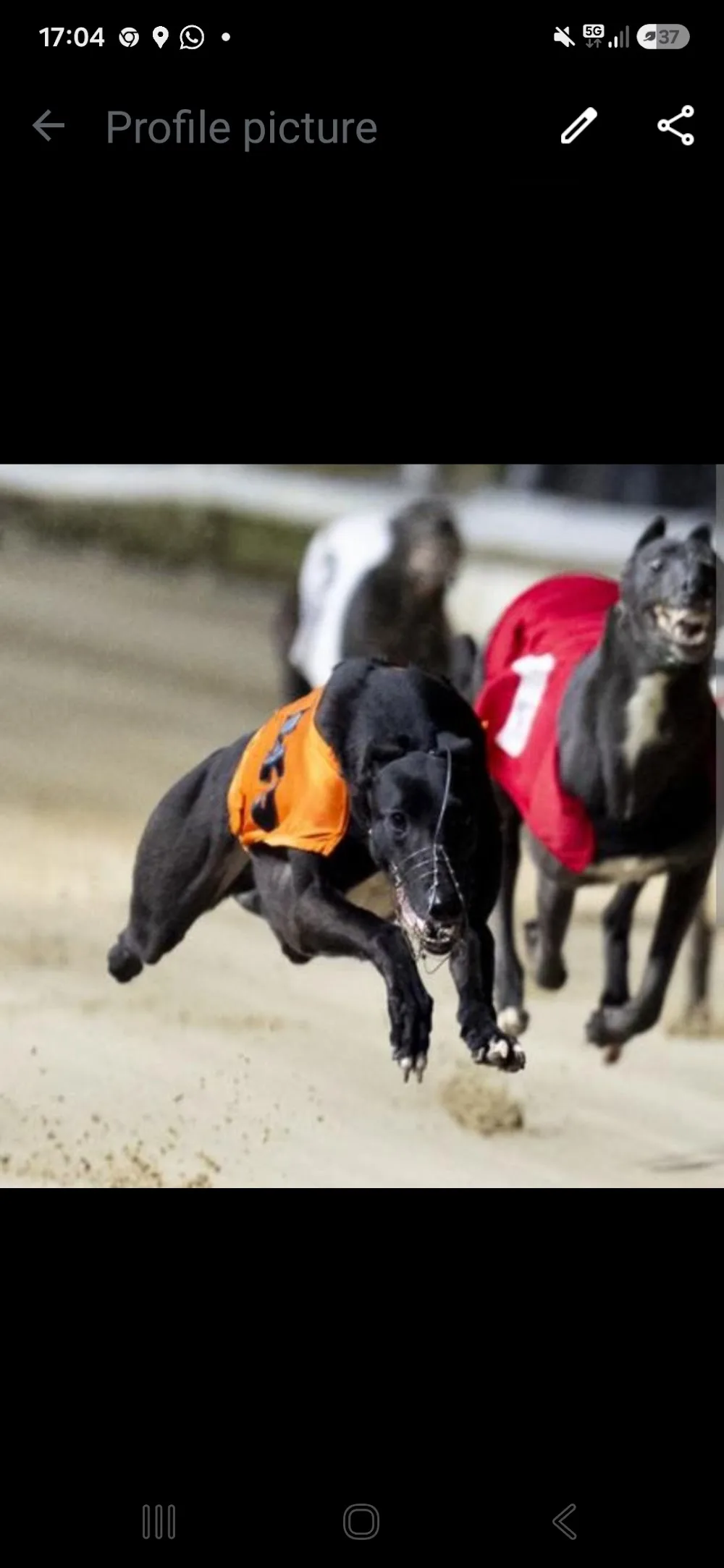 Knockmant kennels - Westmeath pet otel görseli 3