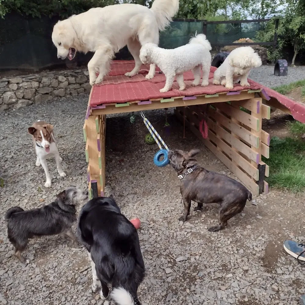 Ballyboy Dog House - Wexford pet otel