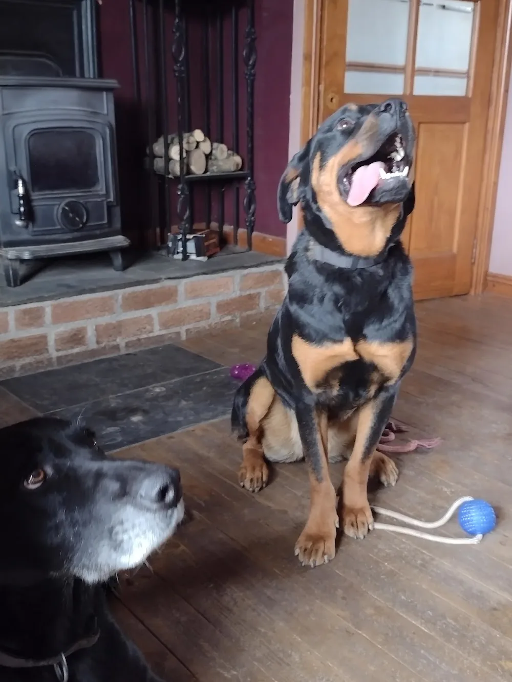 Ballyboy Dog House - Wexford pet otel görseli 3