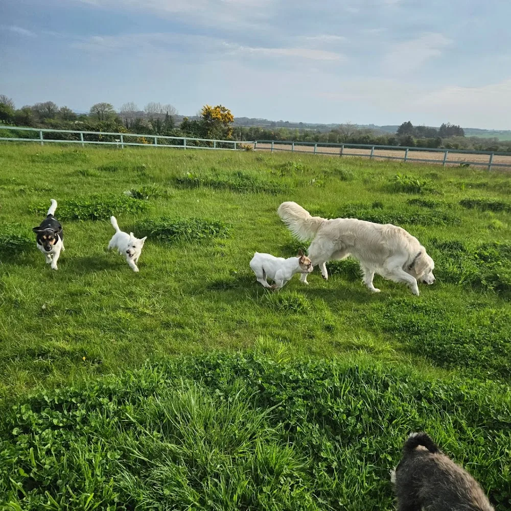 Dog's Village House - Wexford pet otel
