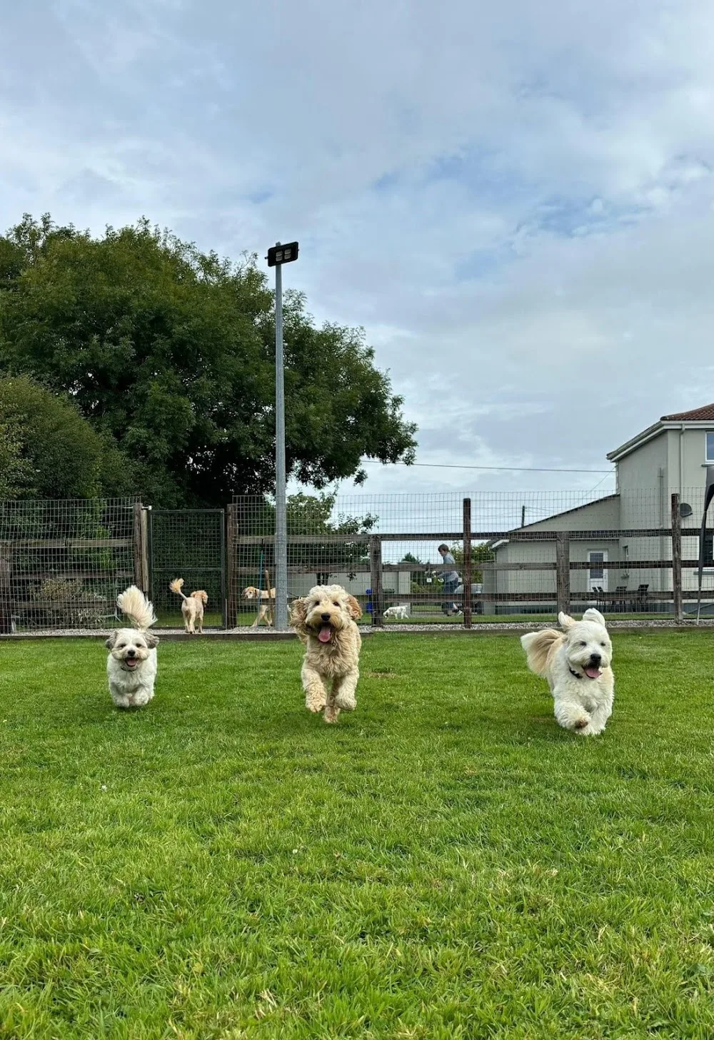 Fernleigh Boarding Kennels - Wexford pet otel