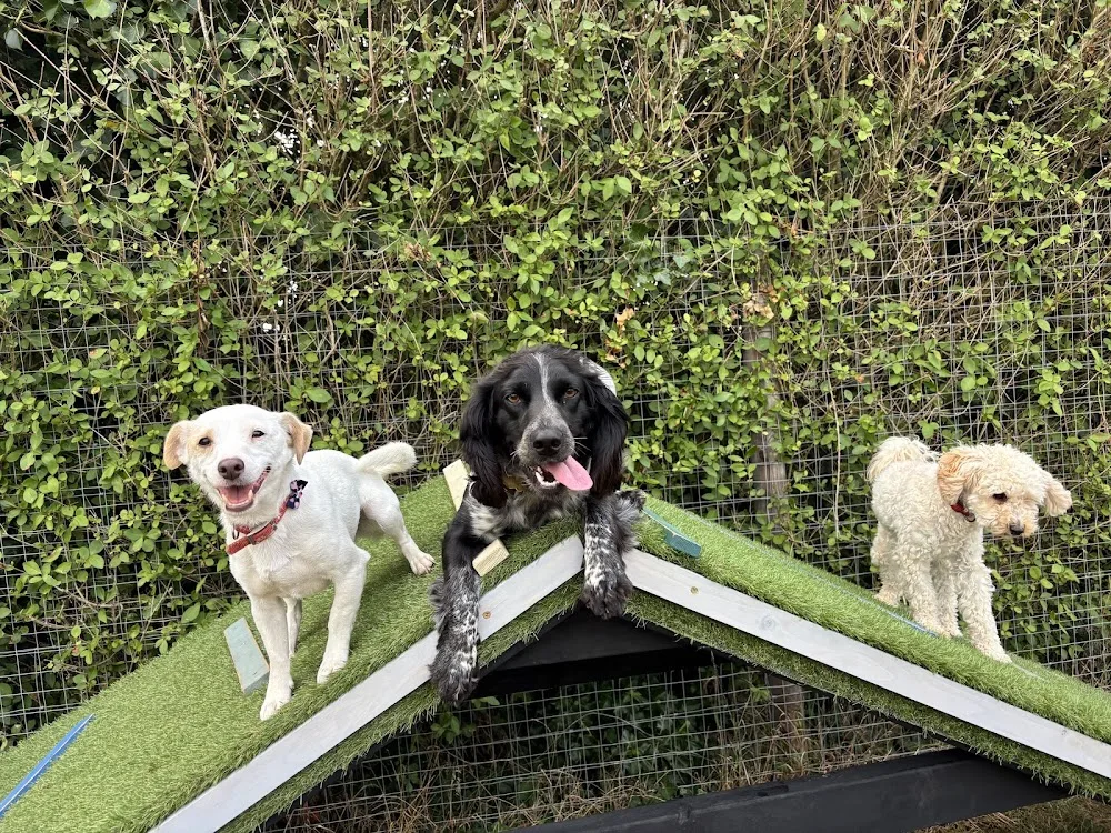 Fernleigh Boarding Kennels - Wexford pet otel görseli 3