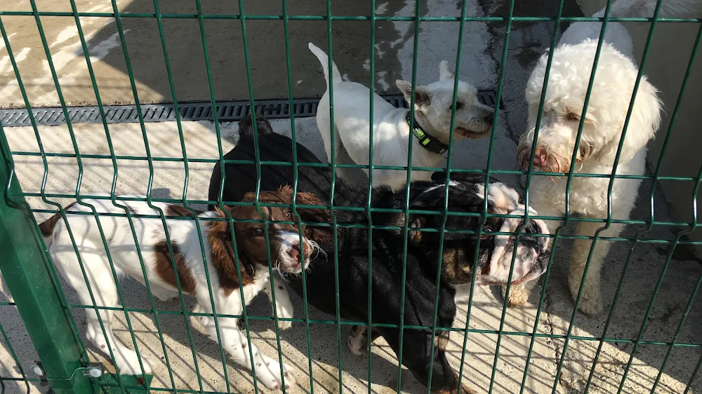 Ferns Boarding Kennels & Cattery & Dog Grooming - Wexford pet otel