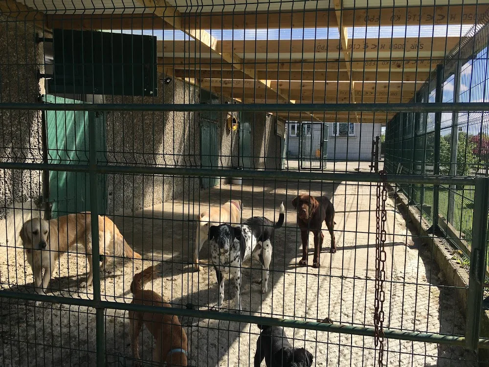 Ferns Boarding Kennels & Cattery & Dog Grooming - Wexford pet otel görseli 3