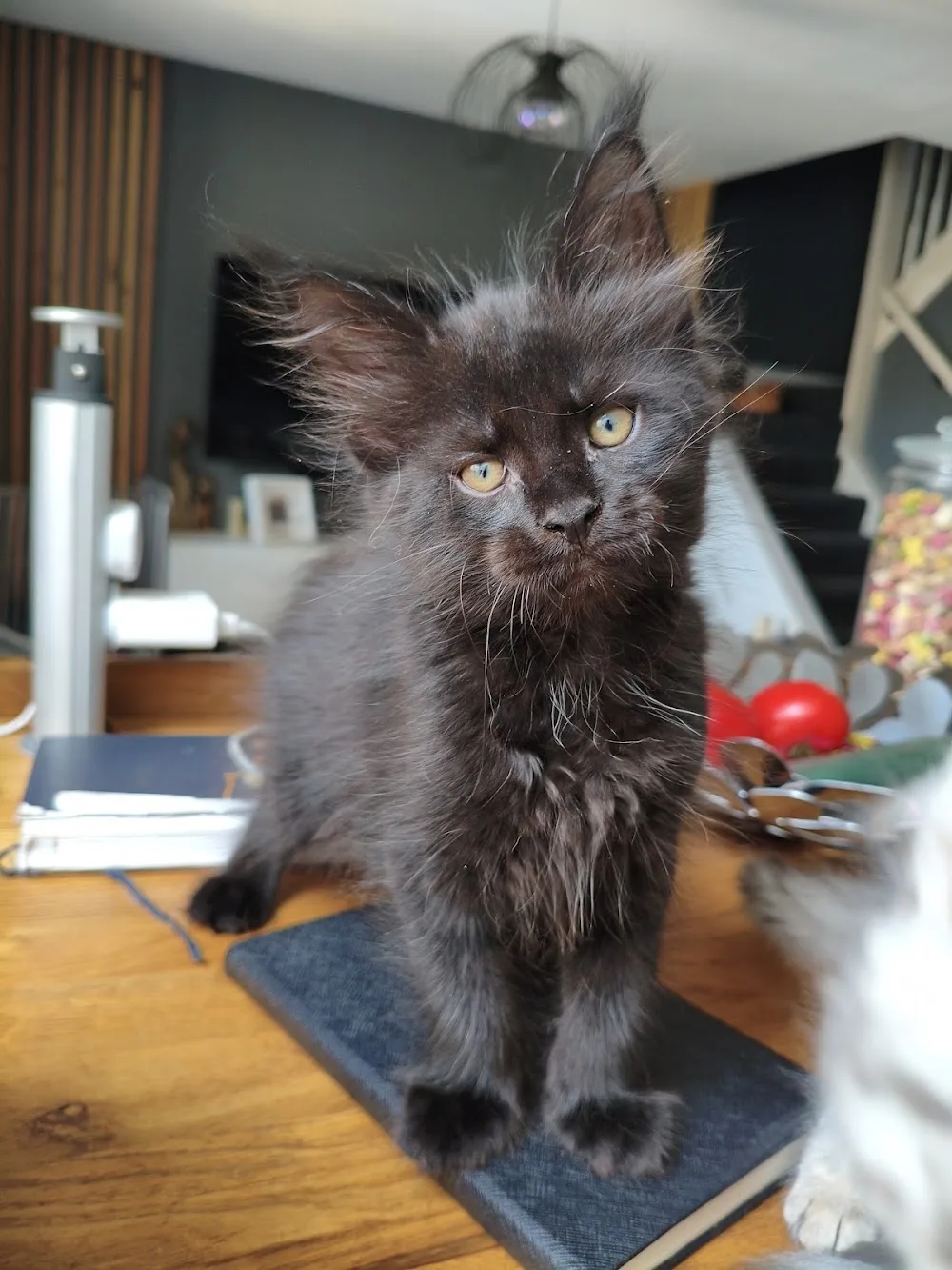 Forestside Cattery - Wexford pet otel görseli 2