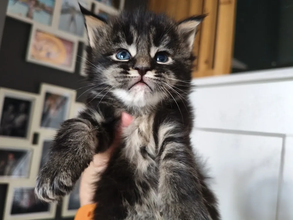 Forestside Cattery - Wexford pet otel görseli 3