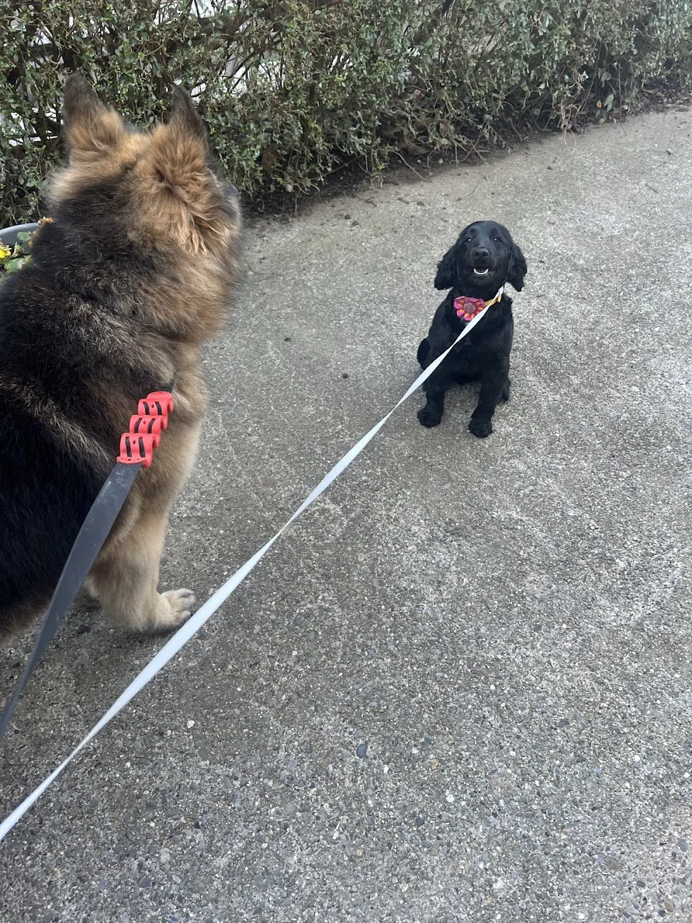 Forth Mountain Boarding Kennels - Wexford pet otel