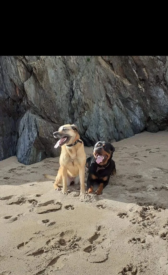 Glenmoor Boarding Kennels & Cattery - Wexford pet otel