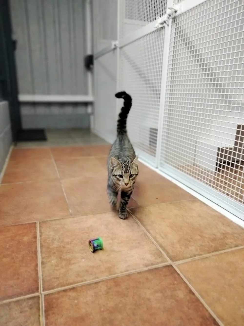 Glenmoor Boarding Kennels & Cattery - Wexford pet otel görseli 3