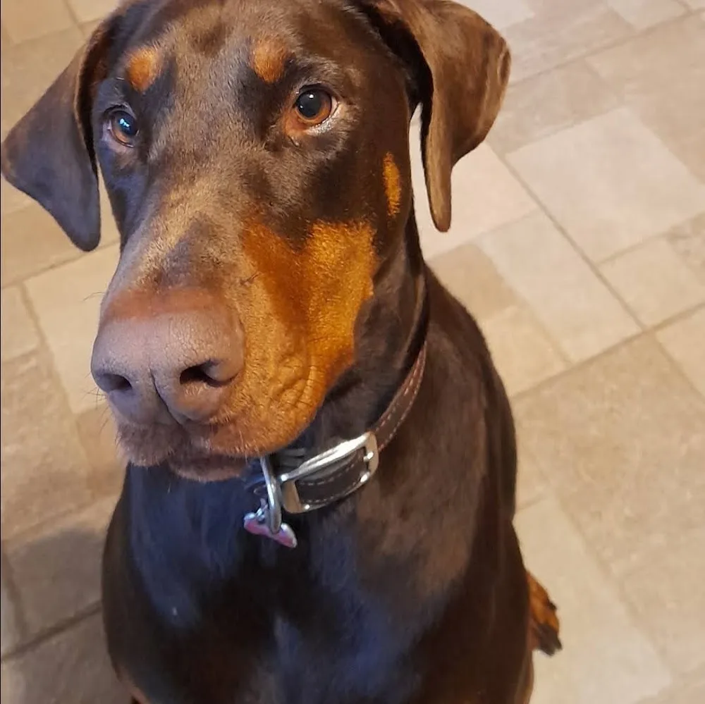 Sunridge Kennels - Wexford pet otel görseli 3