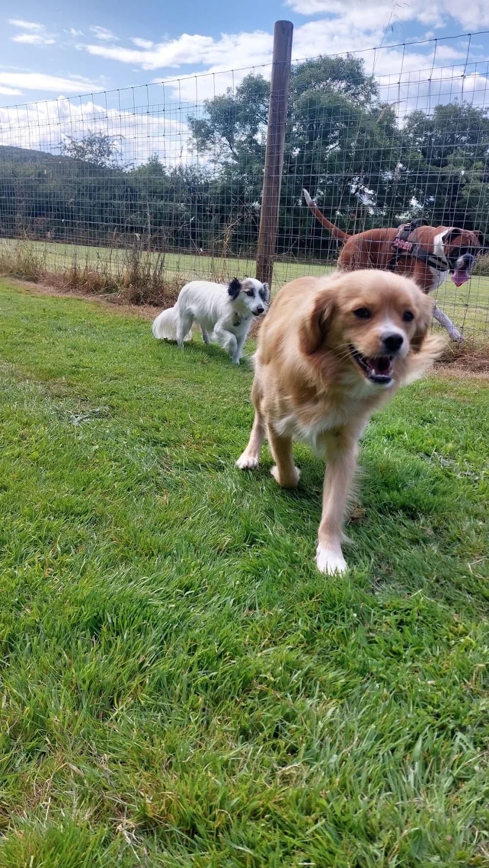 Woof Trails Boarding Kennels - Wexford pet otel görseli 2