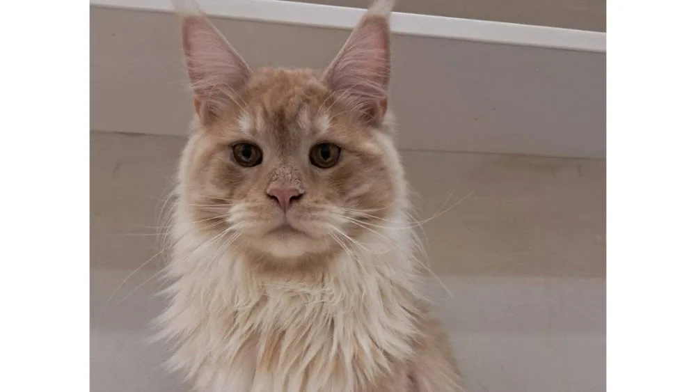 Maple Maine Coon Cattery - Whistler pet otel