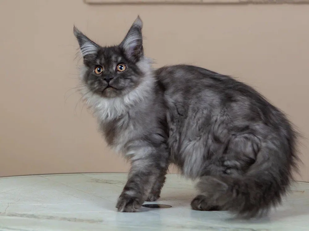 Maple Maine Coon Cattery - Whistler pet otel görseli 3