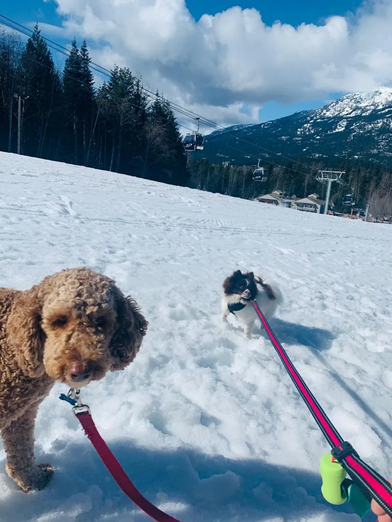 Trusty Pet Sitters - Whistler pet otel