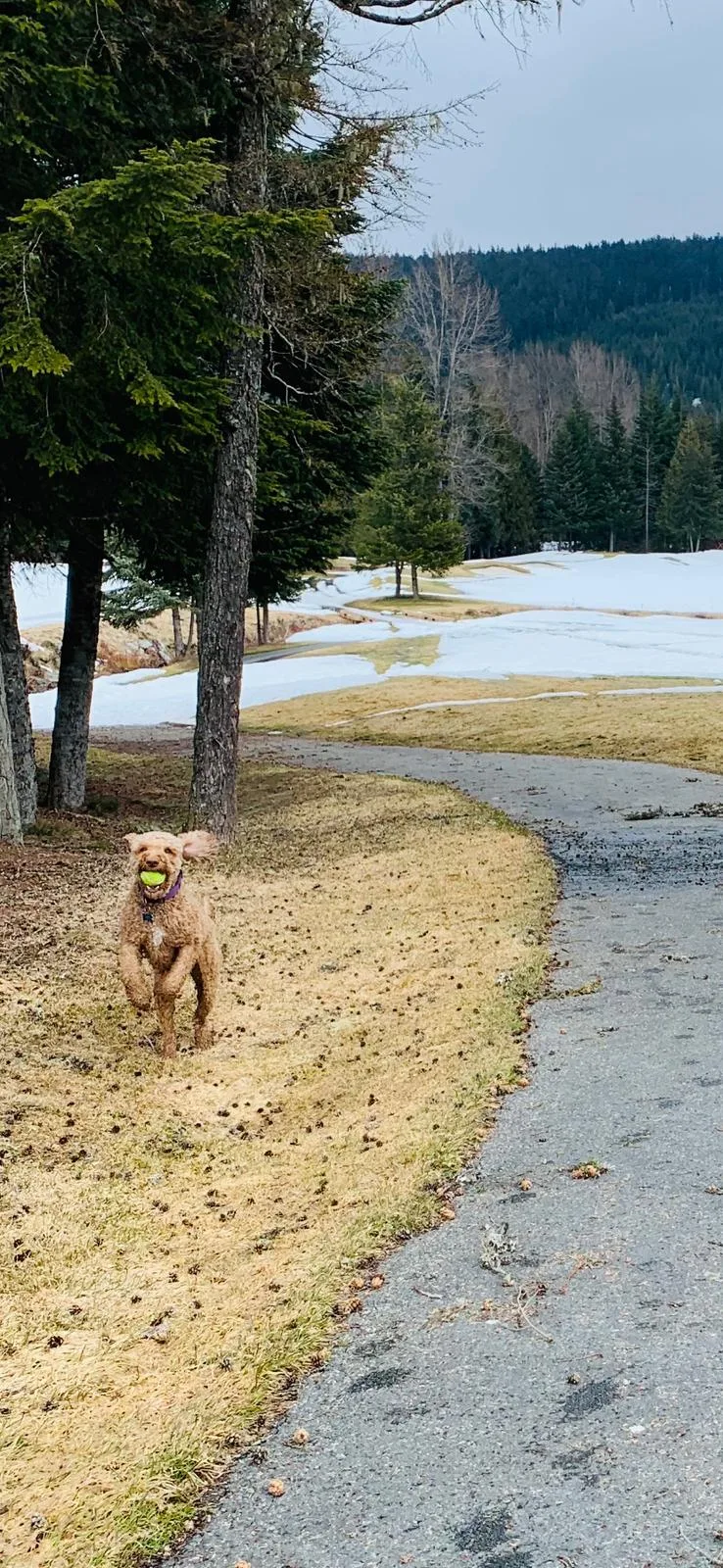 Trusty Pet Sitters - Whistler pet otel görseli 3
