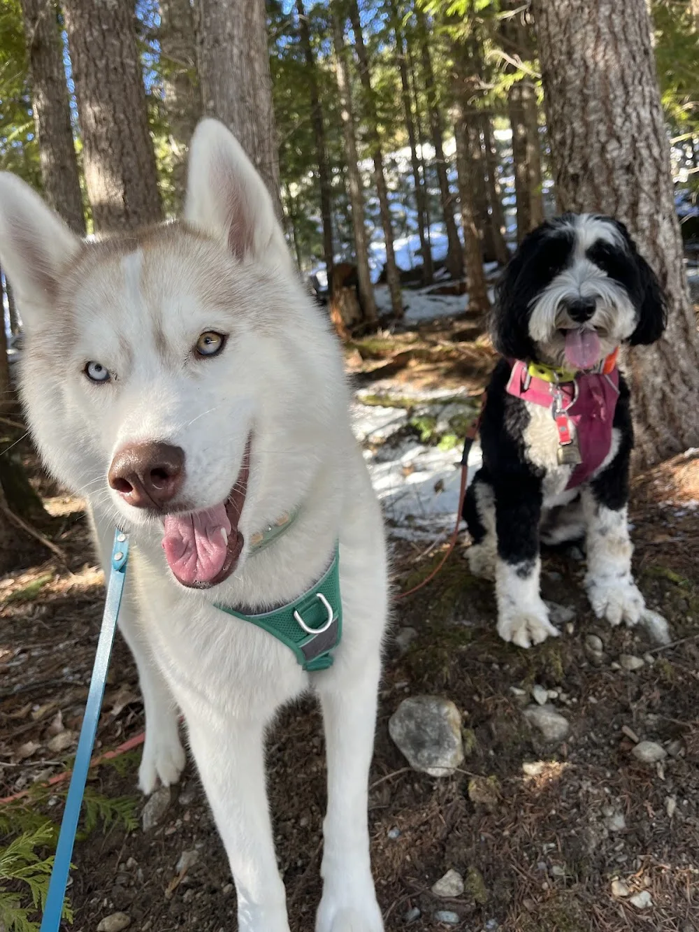 Whistler Dog Sitting - Whistler pet otel