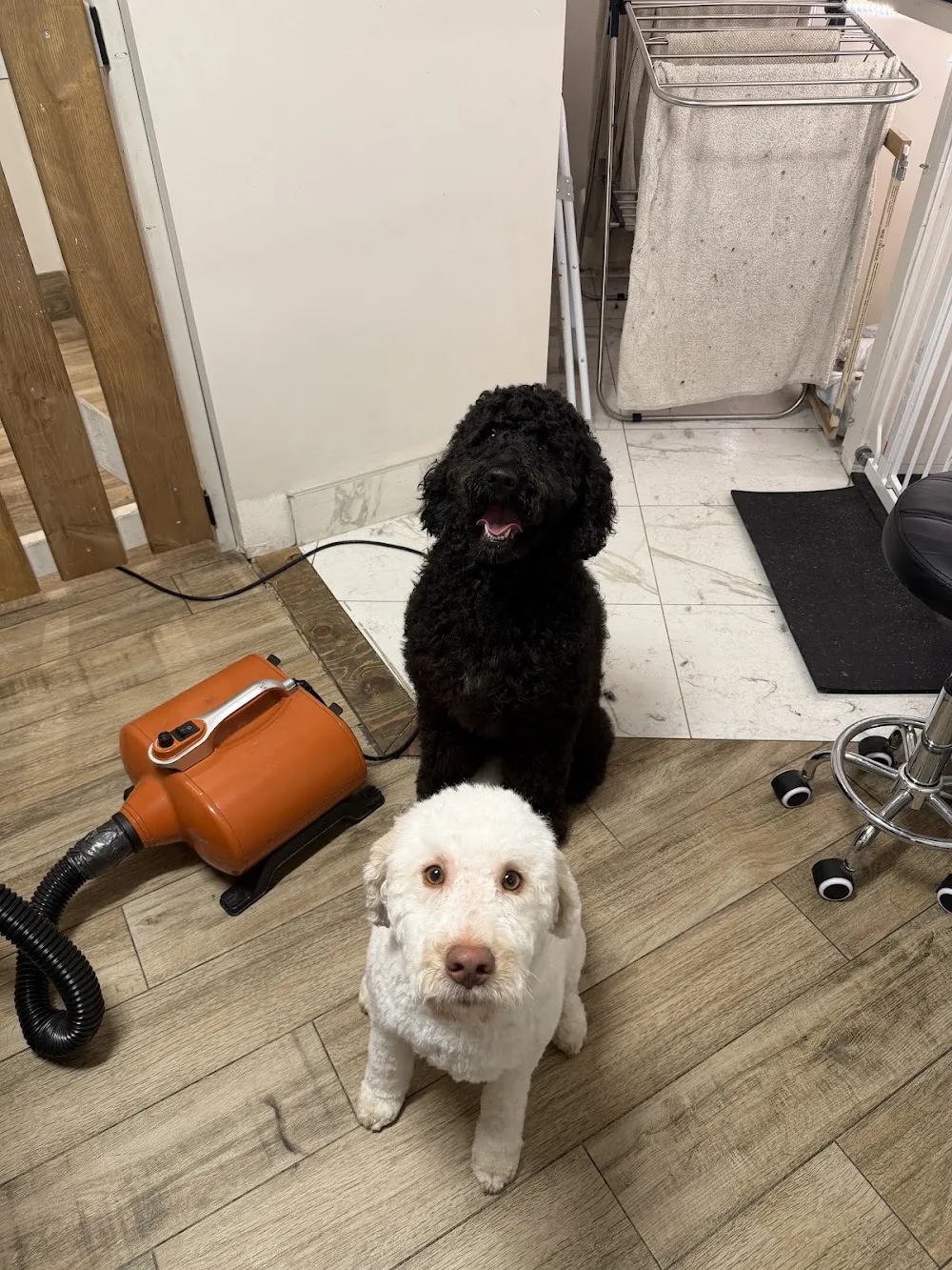 Whistler Paws Grooming, Daycare & Boutique - Whistler pet otel görseli 3