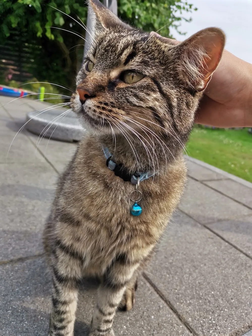 Cuddling Cats - Katzenbetreuung - Wickede (Ruhr) pet otel