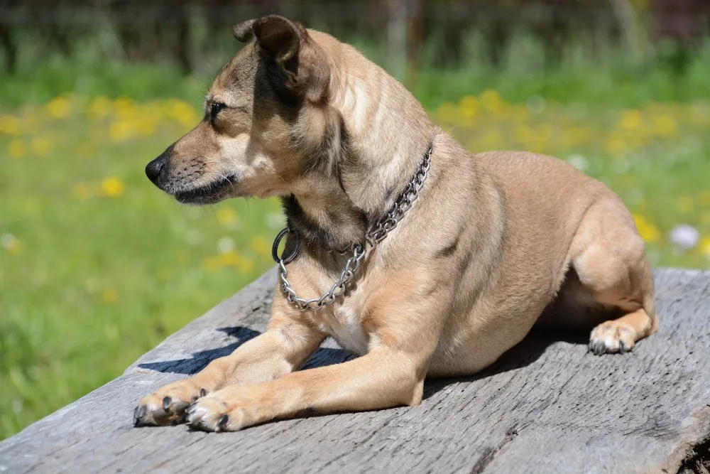 Hundepension Zu Fuchswinkel - Wickede (Ruhr) pet otel