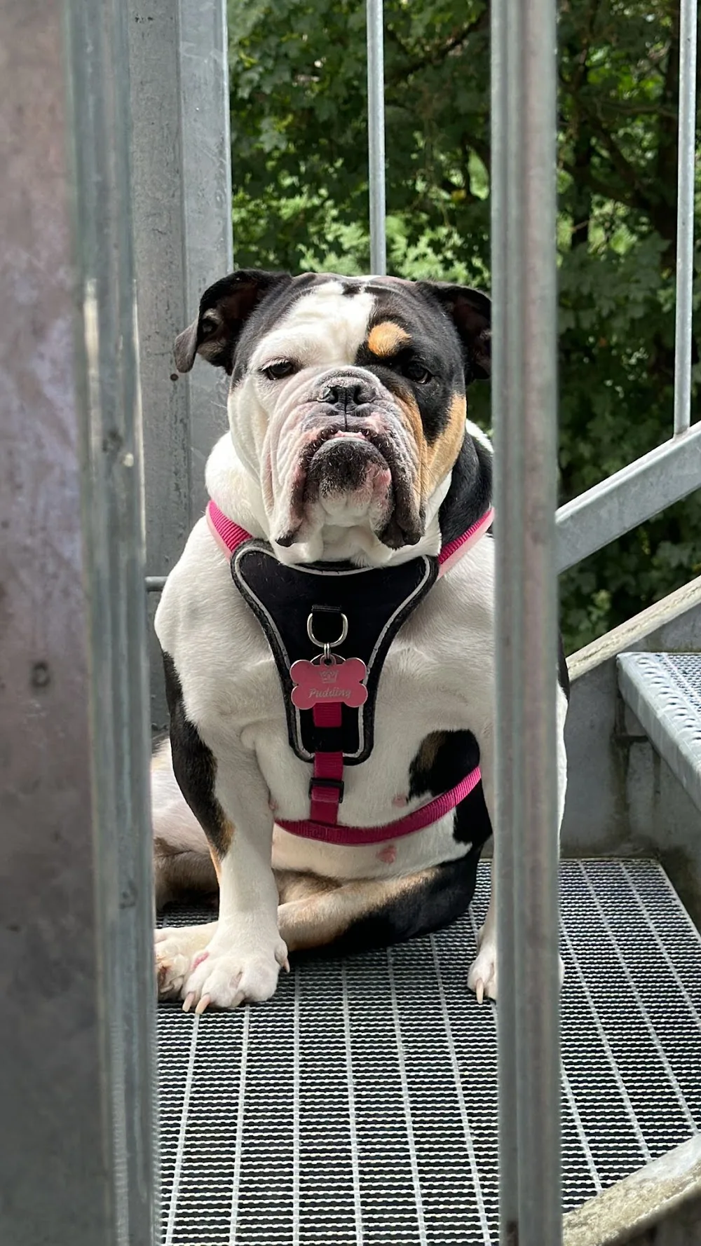 Hundepension Zu Fuchswinkel - Wickede (Ruhr) pet otel görseli 3