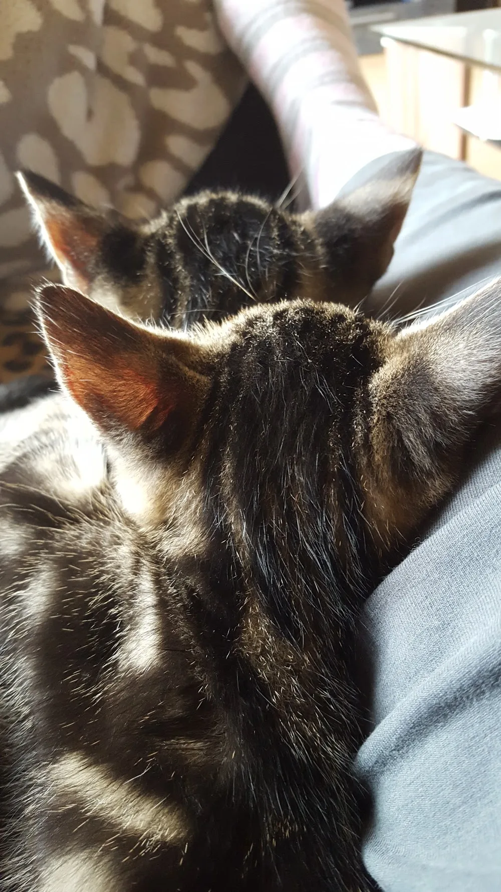 Mobile Katzenbetreuung Plettenberg & Umgebung - Wickede (Ruhr) pet otel
