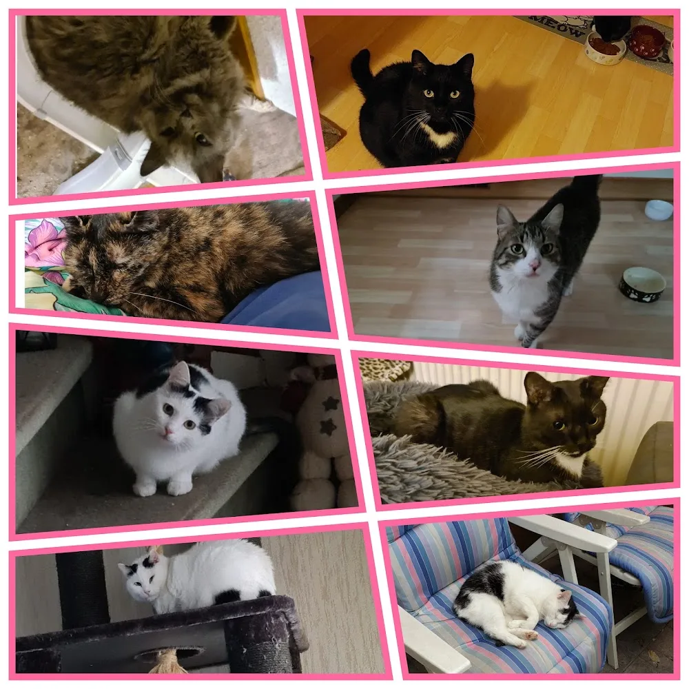 Mobile Tierbetreuung Unna - Wickede (Ruhr) pet otel görseli 3