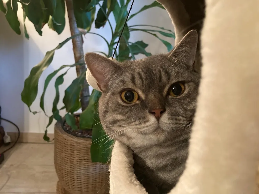 Tierbetreuung Katze und Co.eGbR - Wickede (Ruhr) pet otel görseli 3