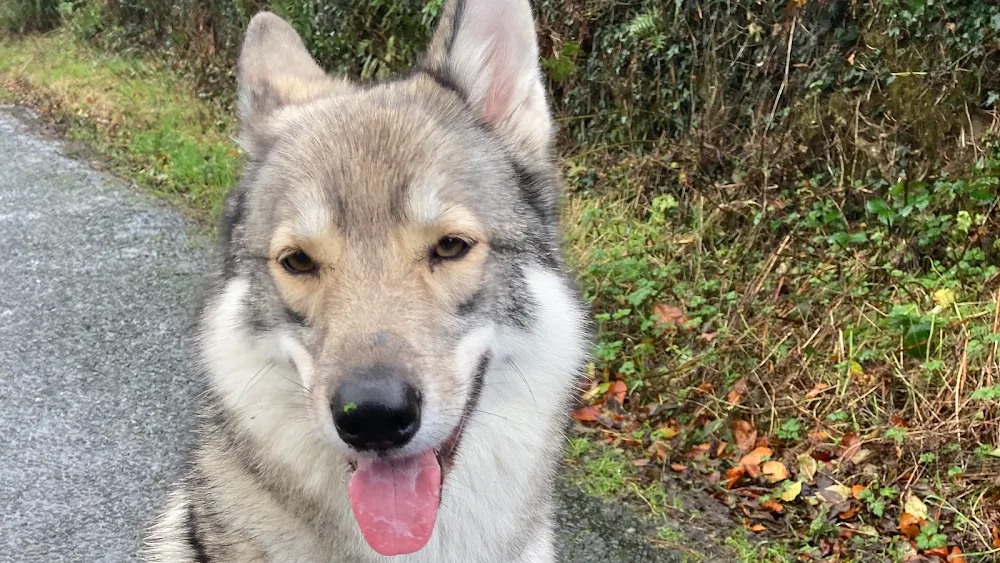 Ballinatone Boarding Kennels - Wicklow pet otel