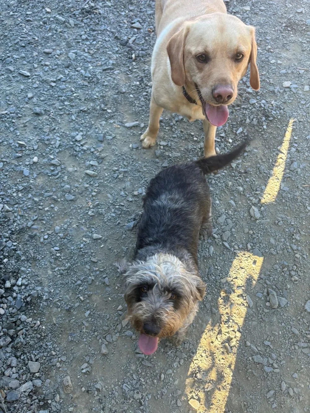 Ballinatone Boarding Kennels - Wicklow pet otel görseli 3