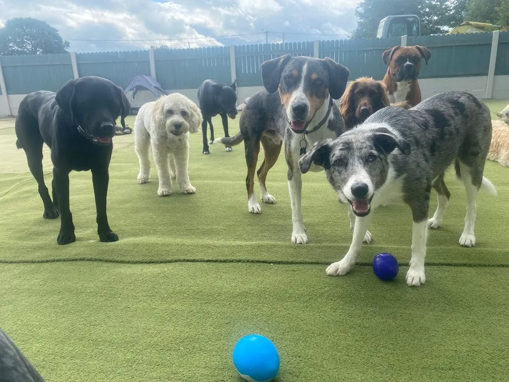 Elite Dog Services - Wicklow pet otel