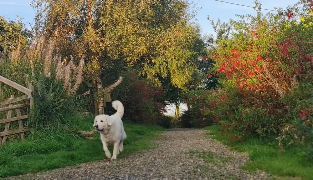 Kings Kennels - Wicklow pet otel görseli 3