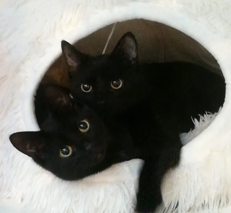 Sophisticat - Wicklow pet otel görseli 2