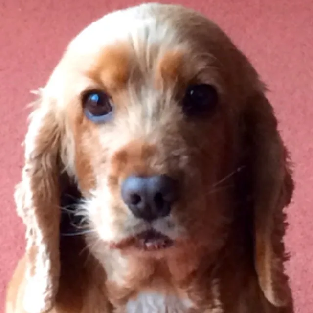 The Doggie Lodge - Wicklow pet otel görseli 4