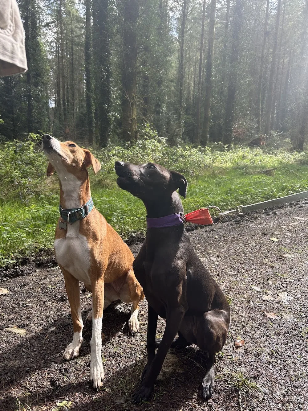 Wicklow Animal Welfare - Wicklow pet otel