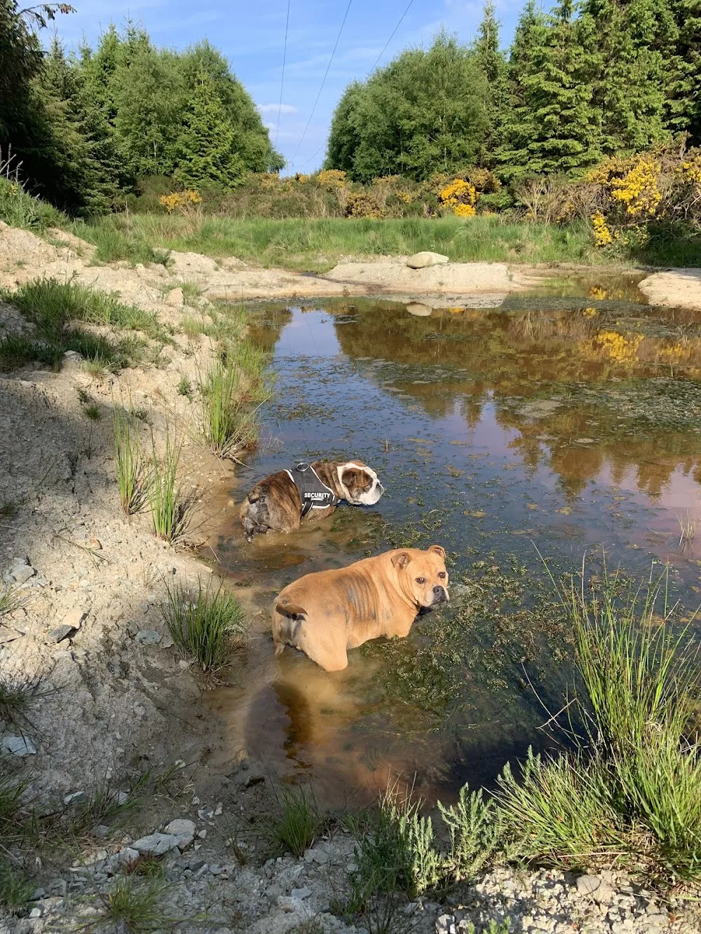 Wicklow Woof Dog Boarding - Wicklow pet otel