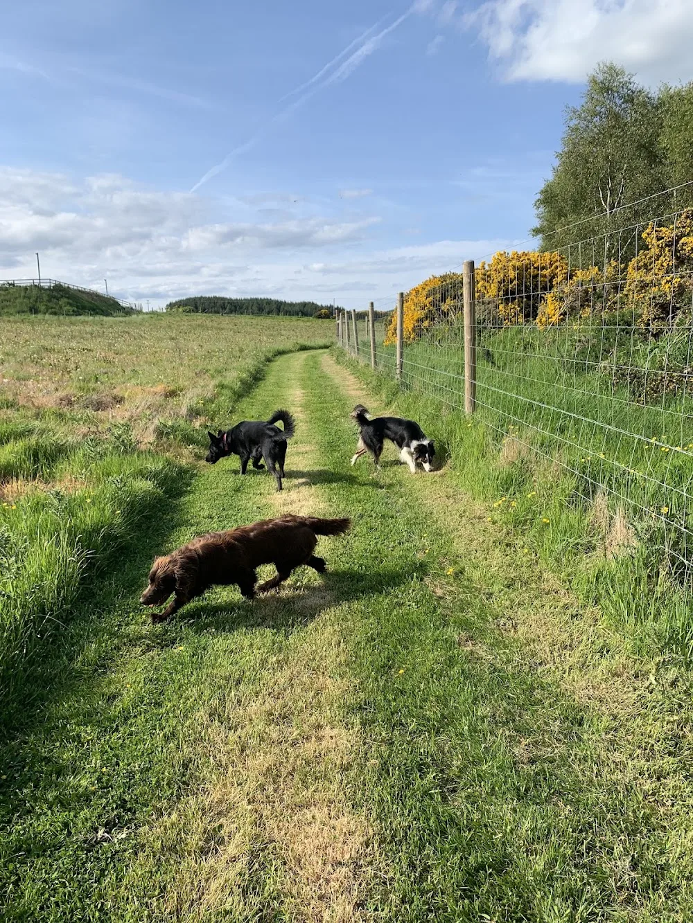 Wicklow Woof Dog Boarding - Wicklow pet otel görseli 3