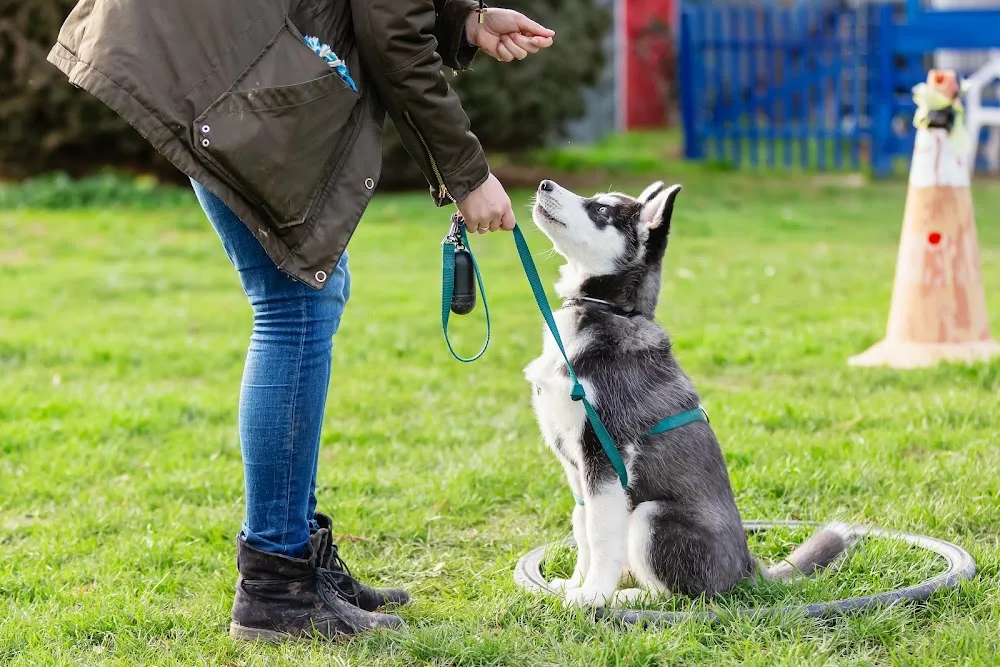 Hundeschule & Hundetagesstätte HundeSchüler - Wiesbaden pet otel görseli 3