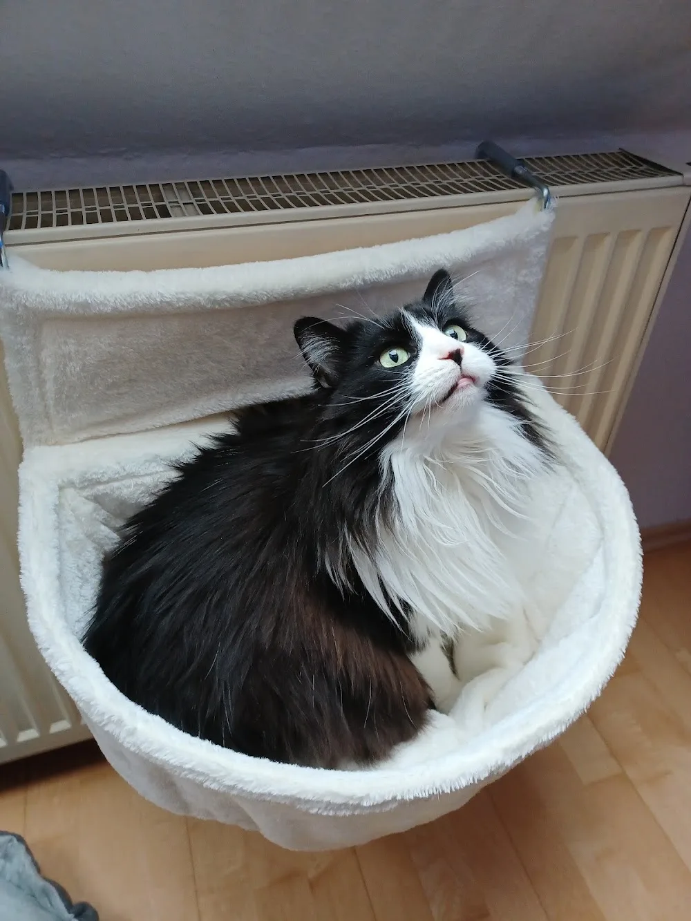 Pfötchenliebe - Mobile Tierbetreuung für Katzen & Kleintiere - Wiesbaden pet otel