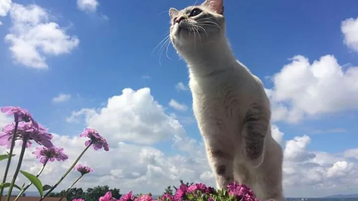 Tierbetreuung mit Herz (Katzensitter) - Wiesbaden - Pia Schütz - Wiesbaden pet otel