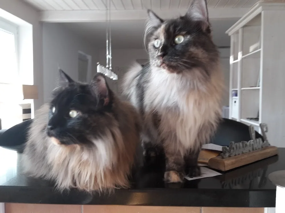 Tierbetreuung mit Herz (Katzensitter) - Wiesbaden - Pia Schütz - Wiesbaden pet otel görseli 3
