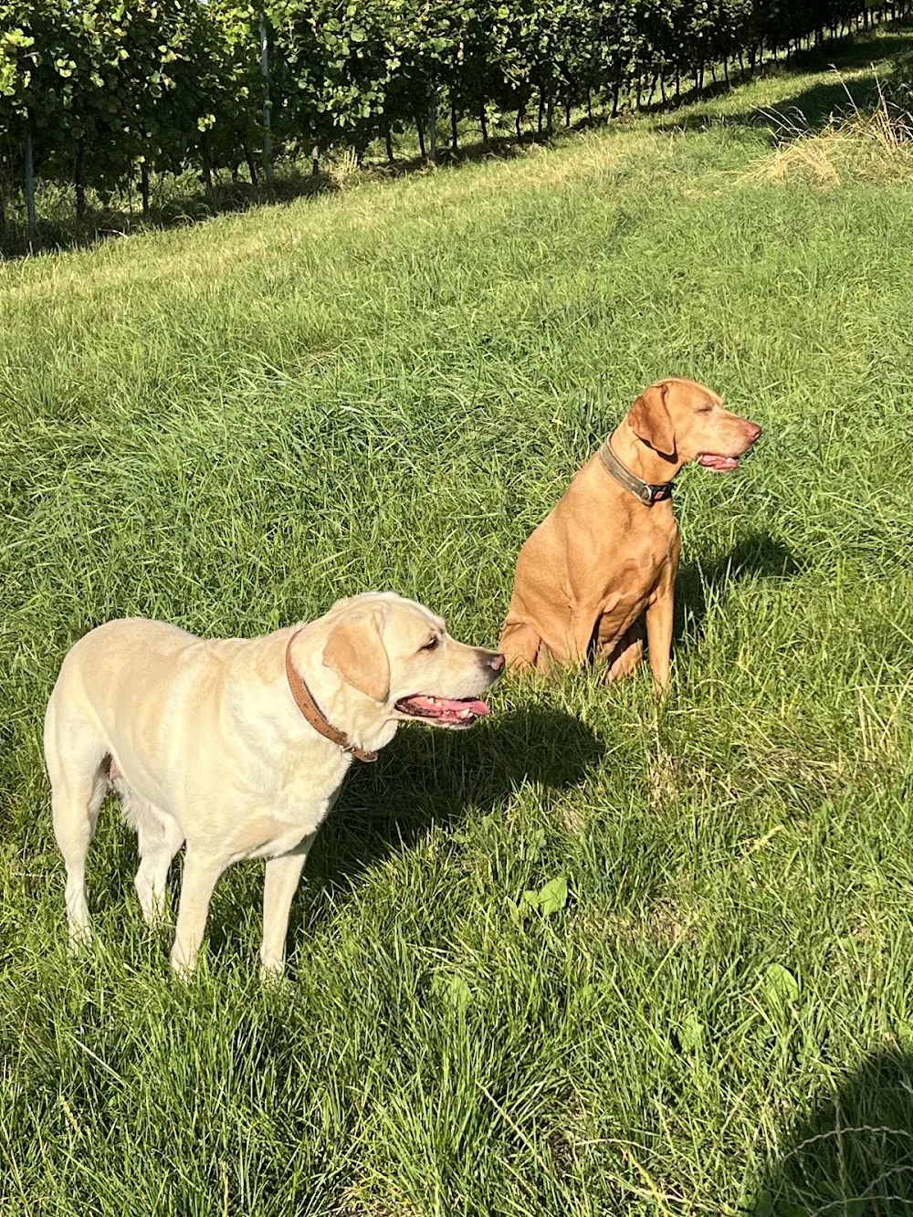 VillaVizsla Hunderesort - Wiesbaden pet otel