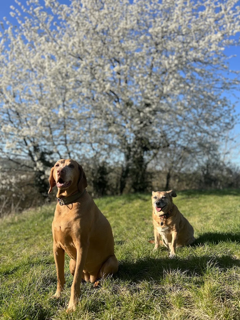 VillaVizsla Hunderesort - Wiesbaden pet otel görseli 3