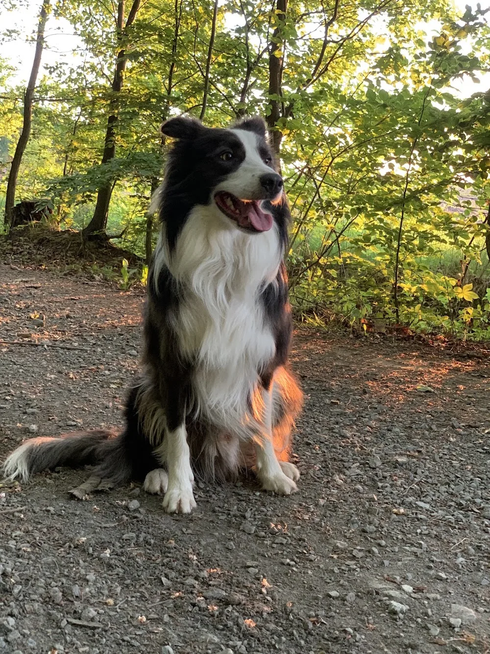 Hundepension "Am Zellwald" - Wilsdruff pet otel görseli 3