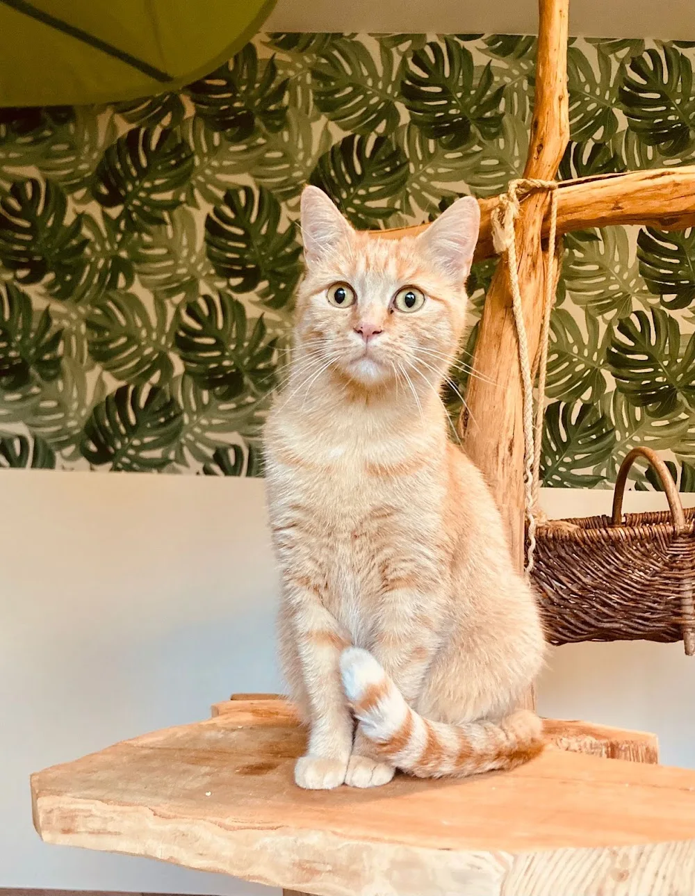 Katzenpension Mittweida Inh. Betti Möbius - Wilsdruff pet otel