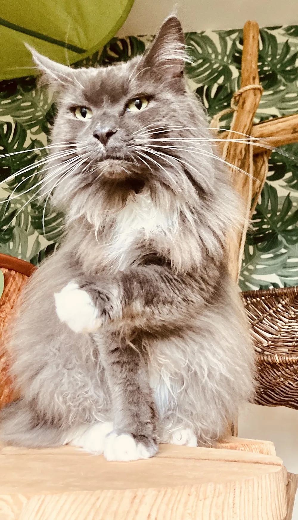 Katzenpension Mittweida Inh. Betti Möbius - Wilsdruff pet otel görseli 3